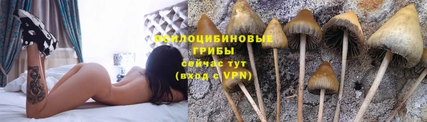 гашик Аркадак